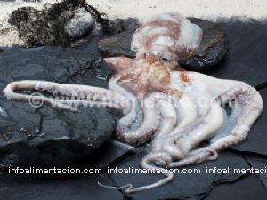 pulpo congelado (2-3 kg)